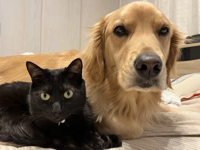 【ペットと暮らす家のカビ対策】犬猫の健康を守る!室内カビ問題の原因と解決法